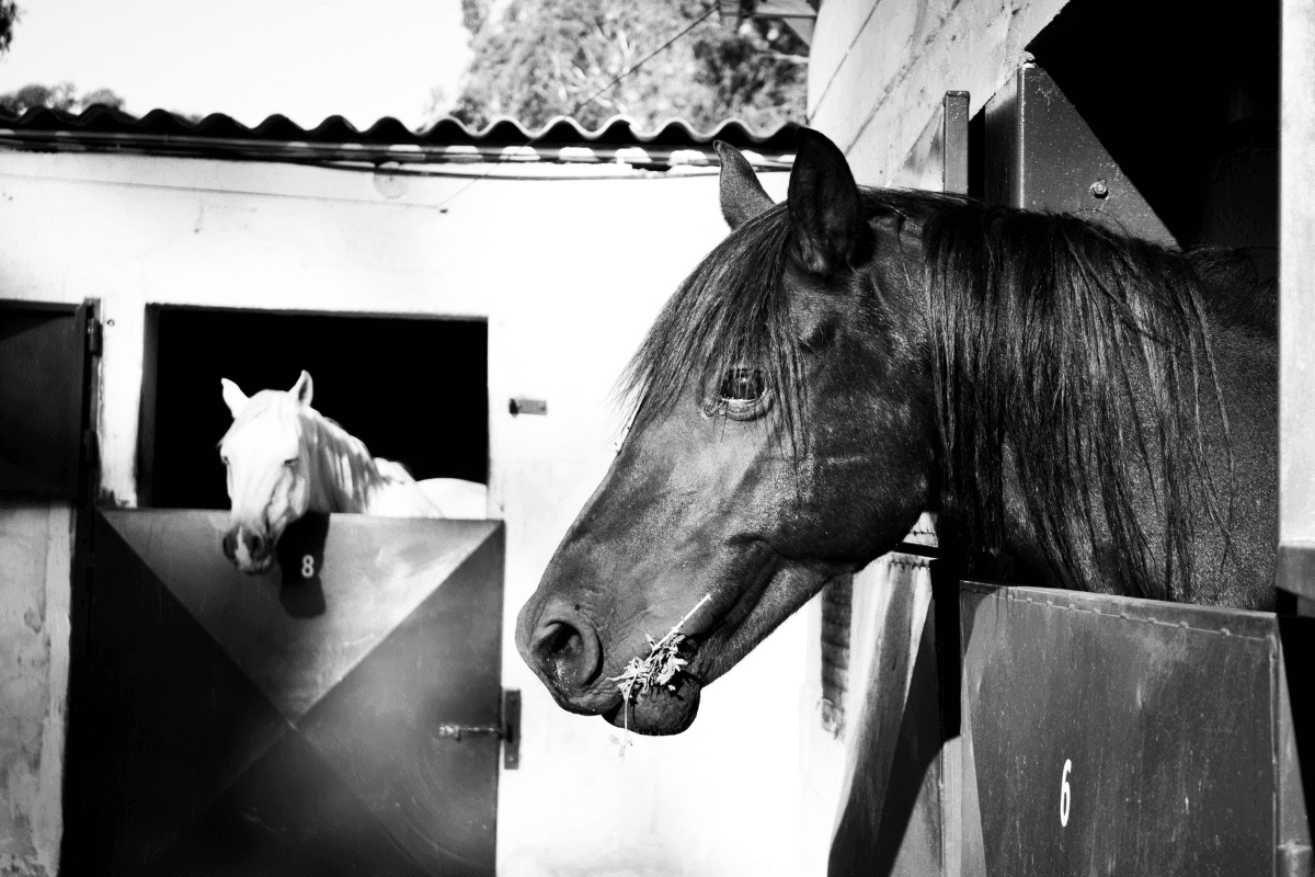 Horses looking out from their stable doors